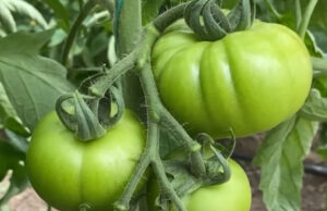 Risi në bujqësi: Fermerët në Zharrës aplikojnë pjalmimin me bletë (Video)