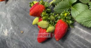 Mbiprodhim në Fier! Luleshtrydhja piqet për tre ditë, përgjysmohet çmimi