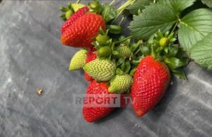 Mbiprodhim në Fier! Luleshtrydhja piqet për tre ditë, përgjysmohet çmimi