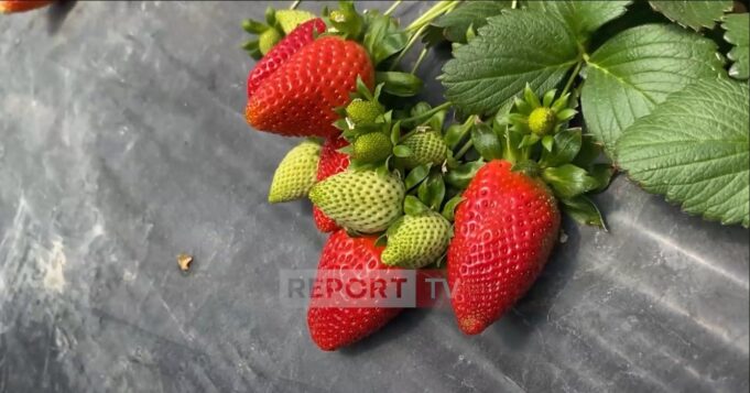 Mbiprodhim në Fier! Luleshtrydhja piqet për tre ditë, përgjysmohet çmimi