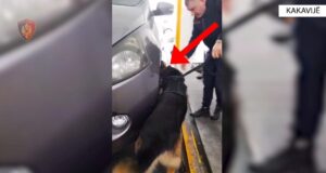 Kakavijë: Sekuestrohen 63 kg drogë, në pranga shoferi dhe pasagjerja