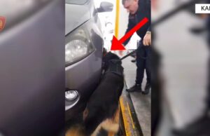 Kakavijë: Sekuestrohen 63 kg drogë, në pranga shoferi dhe pasagjerja