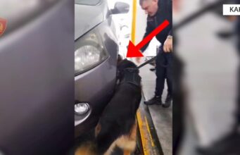 Kakavijë: Sekuestrohen 63 kg drogë, në pranga shoferi dhe pasagjerja