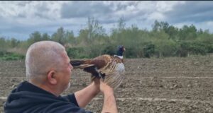 Fazani i egër rikthehet në Parkun e Divjakës