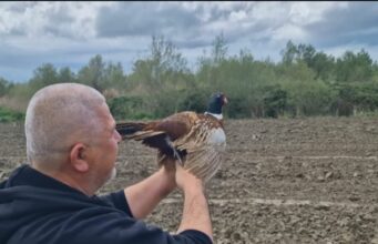 Fazani i egër rikthehet në Parkun e Divjakës