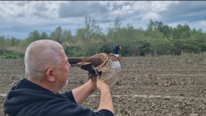 Fazani i egër rikthehet në Parkun e Divjakës