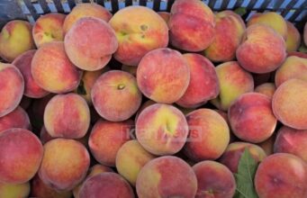 Fermerët në Lushnje të kënaqur nga çmimi i pjeshkëve