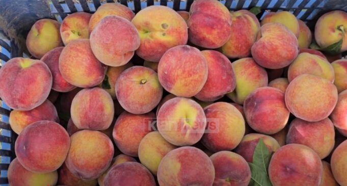 Fermerët në Lushnje të kënaqur nga çmimi i pjeshkëve
