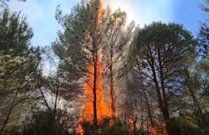 Zjarri përfshin pyllin e Darëzezës, 3 vatra aktive; 6 mjete zjarrfikëse dhe 2 autobote në vendngjarje (Video)