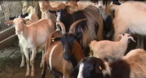 A ngjitet murtaja e bagëtive të imëta te njerëzit? Ministria e Bujqësisë sqaron qytetarët: Ja rreziku që paraqet