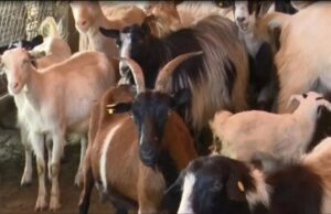 A ngjitet murtaja e bagëtive të imëta te njerëzit? Ministria e Bujqësisë sqaron qytetarët: Ja rreziku që paraqet