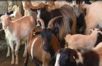 A ngjitet murtaja e bagëtive të imëta te njerëzit? Ministria e Bujqësisë sqaron qytetarët: Ja rreziku që paraqet