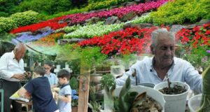Historia e xha Thanasit, agronomi që nuk i ndahet luleve as në pleqëri: Më shtojnë jetën! (Video)