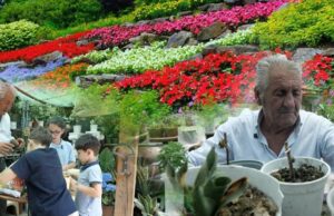 Historia e xha Thanasit, agronomi që nuk i ndahet luleve as në pleqëri: Më shtojnë jetën! (Video)