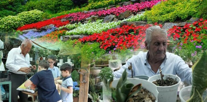 Historia e xha Thanasit, agronomi që nuk i ndahet luleve as në pleqëri: Më shtojnë jetën! (Video)