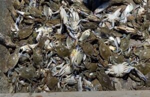 Gaforrja blu “pushton” Karavastanë – peshkatarët në alarm: Rrjetat me vetëm 20% peshk!