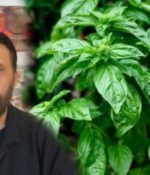 Nuk do ta besosh çfarë i bën trupit BORZILOKU, Altin Joka: Ja si ta përdorësh për shërim