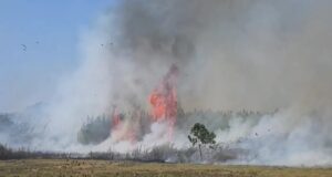 Përfshihen nga flakët toka bujqësore dhe kallamishtet në Fier