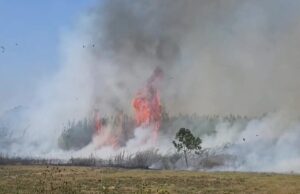 Përfshihen nga flakët toka bujqësore dhe kallamishtet në Fier