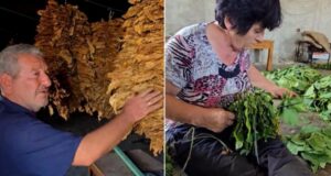“Habiten si i bëjmë burrë e grua 2 tonë e gjysmë!” Kultivuesi i duhanit në Kurjan: Të kemi markën tonë të cigareve si dikur (Video)