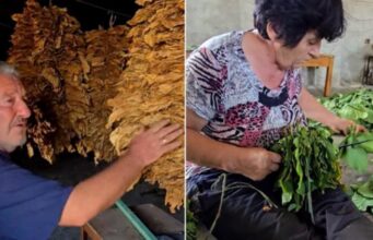 “Habiten si i bëjmë burrë e grua 2 tonë e gjysmë!” Kultivuesi i duhanit në Kurjan: Të kemi markën tonë të cigareve si dikur (Video)