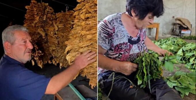 “Habiten si i bëjmë burrë e grua 2 tonë e gjysmë!” Kultivuesi i duhanit në Kurjan: Të kemi markën tonë të cigareve si dikur (Video)