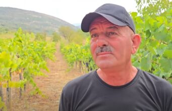 Rrushi në Roskovec shitet me 25 lekë/kg, fermerët ankohen: Duhen politika për promovimin e produkteve lokale (Video)