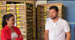 Olsi Hamataj sjell 2 milionë fidanë luleshtrydhe të certifikuar, standard i ri për bujqësinë shqiptare