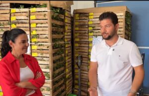 Olsi Hamataj sjell 2 milionë fidanë luleshtrydhe të certifikuar, standard i ri për bujqësinë shqiptare