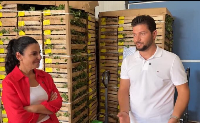 Olsi Hamataj sjell 2 milionë fidanë luleshtrydhe të certifikuar, standard i ri për bujqësinë shqiptare