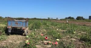 Fermerët ankohen për tregtarët/ U ofrohet çmim i ulët, Fier dhe Roskovec shumë prodhime mbeten në fushë