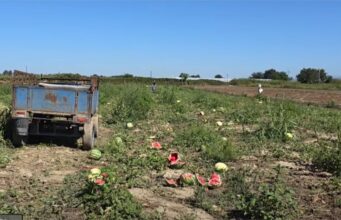 Fermerët ankohen për tregtarët/ U ofrohet çmim i ulët, Fier dhe Roskovec shumë prodhime mbeten në fushë