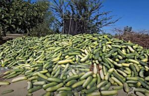 Fermerët e Roskovecit hedhin tonelata me kastravec: Prodhimi nuk shitet, kemi humbje të mëdha (Video)