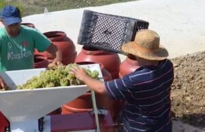 Rritet prodhimi i rrushit në Fier. Sezoni i hershëm sjell 1.500 tonë më shumë, cilësia lidhet me klimën e thatë