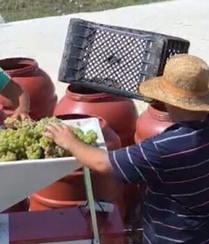 Rritet prodhimi i rrushit në Fier. Sezoni i hershëm sjell 1.500 tonë më shumë, cilësia lidhet me klimën e thatë