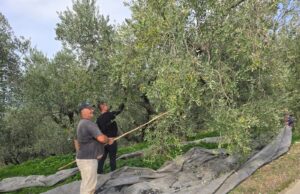 Ka nisur sezoni i vjeljes së ullinjve në Fier! 🌿🫒