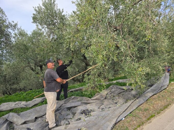 Ka nisur sezoni i vjeljes së ullinjve në Fier! 🌿🫒