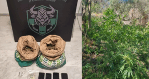 Zbulohet parcela me mbi 130 rrënjë drogë në Greqi, në pranga dy shqiptarë