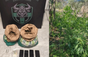 Zbulohet parcela me mbi 130 rrënjë drogë në Greqi, në pranga dy shqiptarë