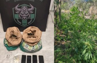 Zbulohet parcela me mbi 130 rrënjë drogë në Greqi, në pranga dy shqiptarë