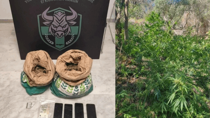 Zbulohet parcela me mbi 130 rrënjë drogë në Greqi, në pranga dy shqiptarë