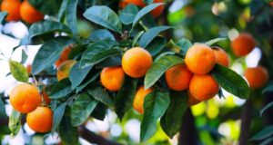 Si t’i dalloni mandarinat e ëmbla dhe me lëng nga ato të thata – 3 truke që nuk i dini!