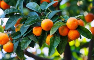 Si t’i dalloni mandarinat e ëmbla dhe me lëng nga ato të thata – 3 truke që nuk i dini!