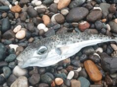 Peshkatarët japin alarmin, ky peshk i rrezikshëm mund të ketë mbërritur në brigjet tona