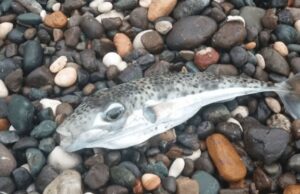 Peshkatarët japin alarmin, ky peshk i rrezikshëm mund të ketë mbërritur në brigjet tona