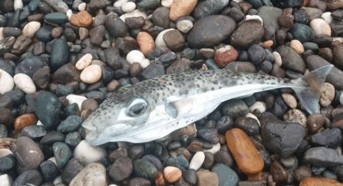 Peshkatarët japin alarmin, ky peshk i rrezikshëm mund të ketë mbërritur në brigjet tona