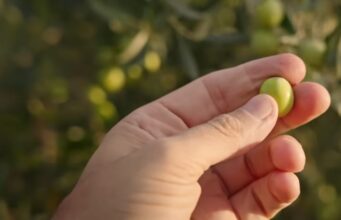 Rënie e prodhimit të ullirit në Kurjan e Cakran: Fermerët presin gjysmën e rendimentit