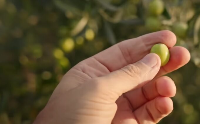 Rënie e prodhimit të ullirit në Kurjan e Cakran: Fermerët presin gjysmën e rendimentit