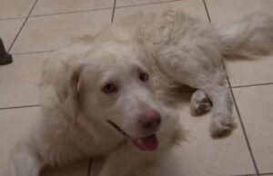 Humbet qeni në Fieri, 1000 euro kush e gjen