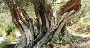 Ullinjtë e moçëm të Shqipërisë, mes historisë dhe turizmit